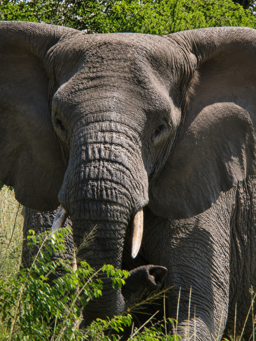 The elephants that came close.