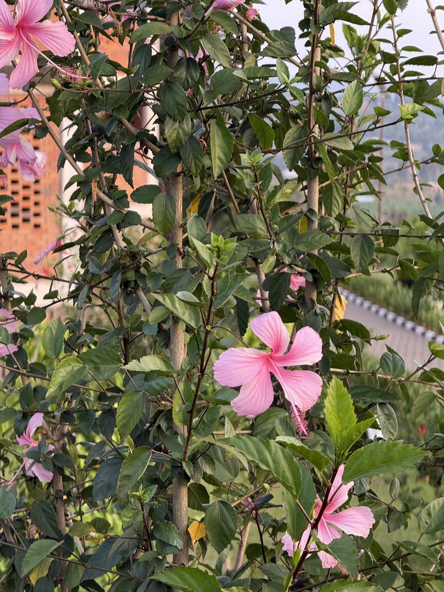 Flowers at the High School