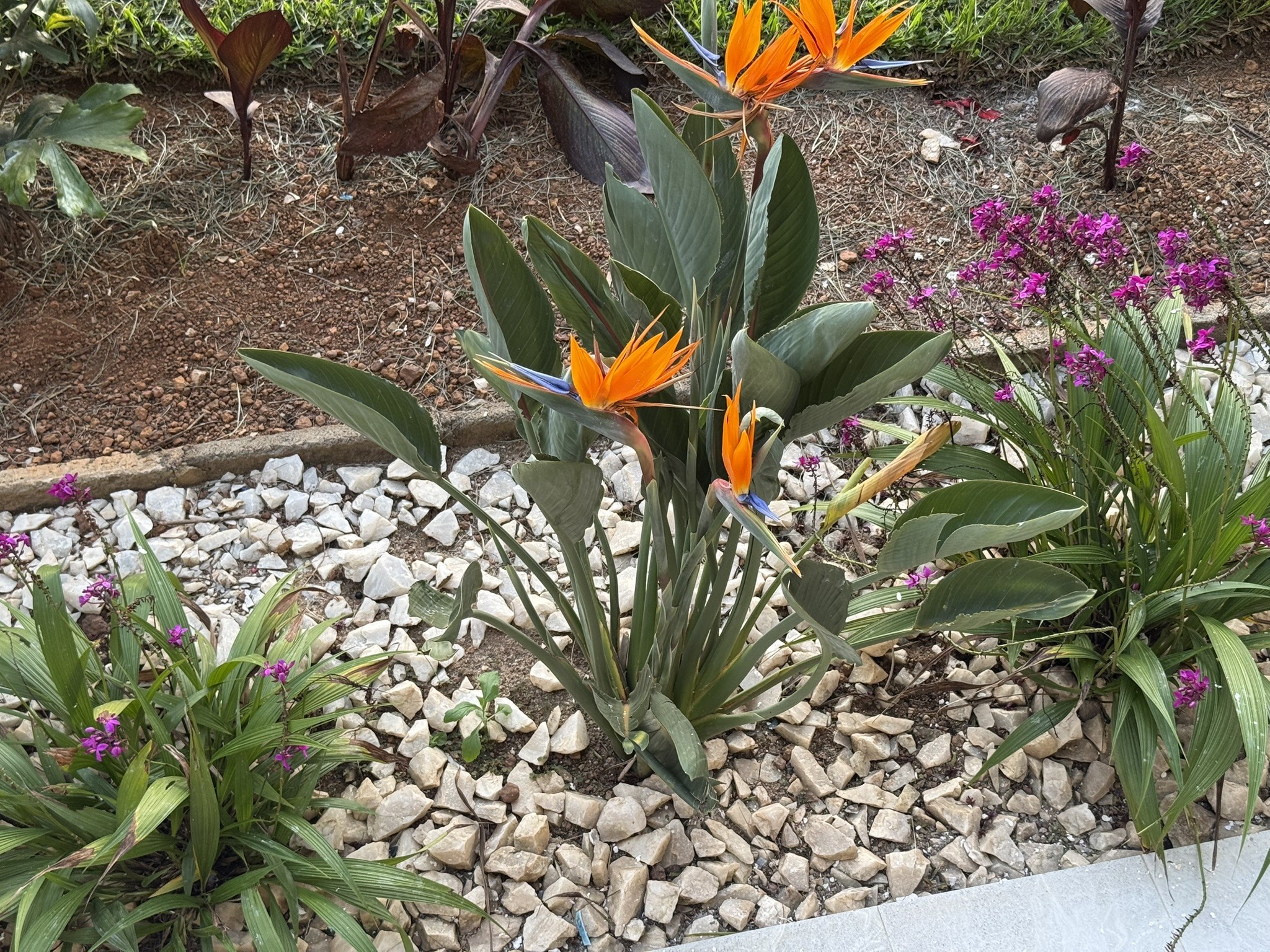 Flowers at the High School