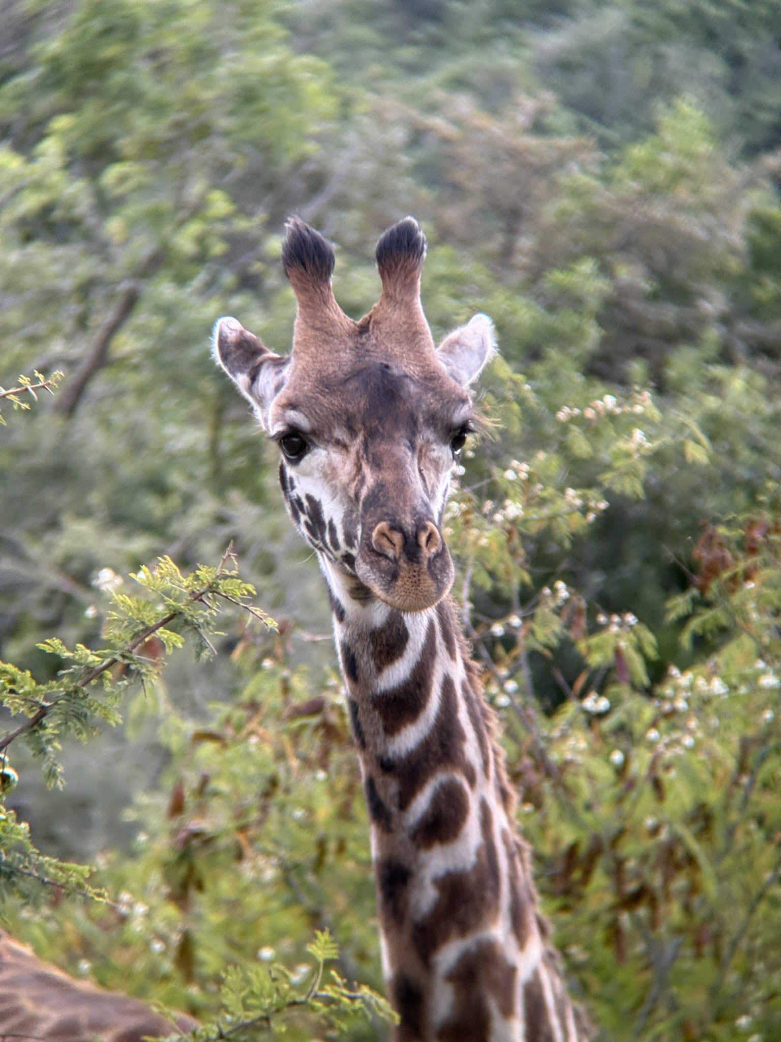 Giraffe at Akagera National Park.