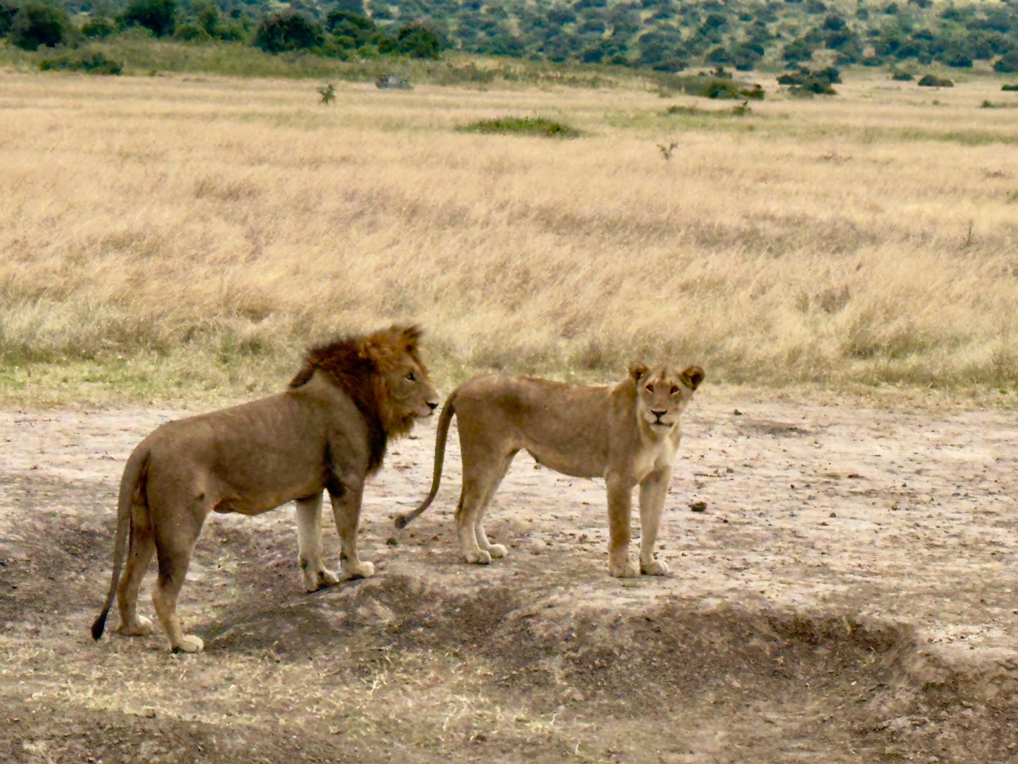 Lions at Akagera National Park