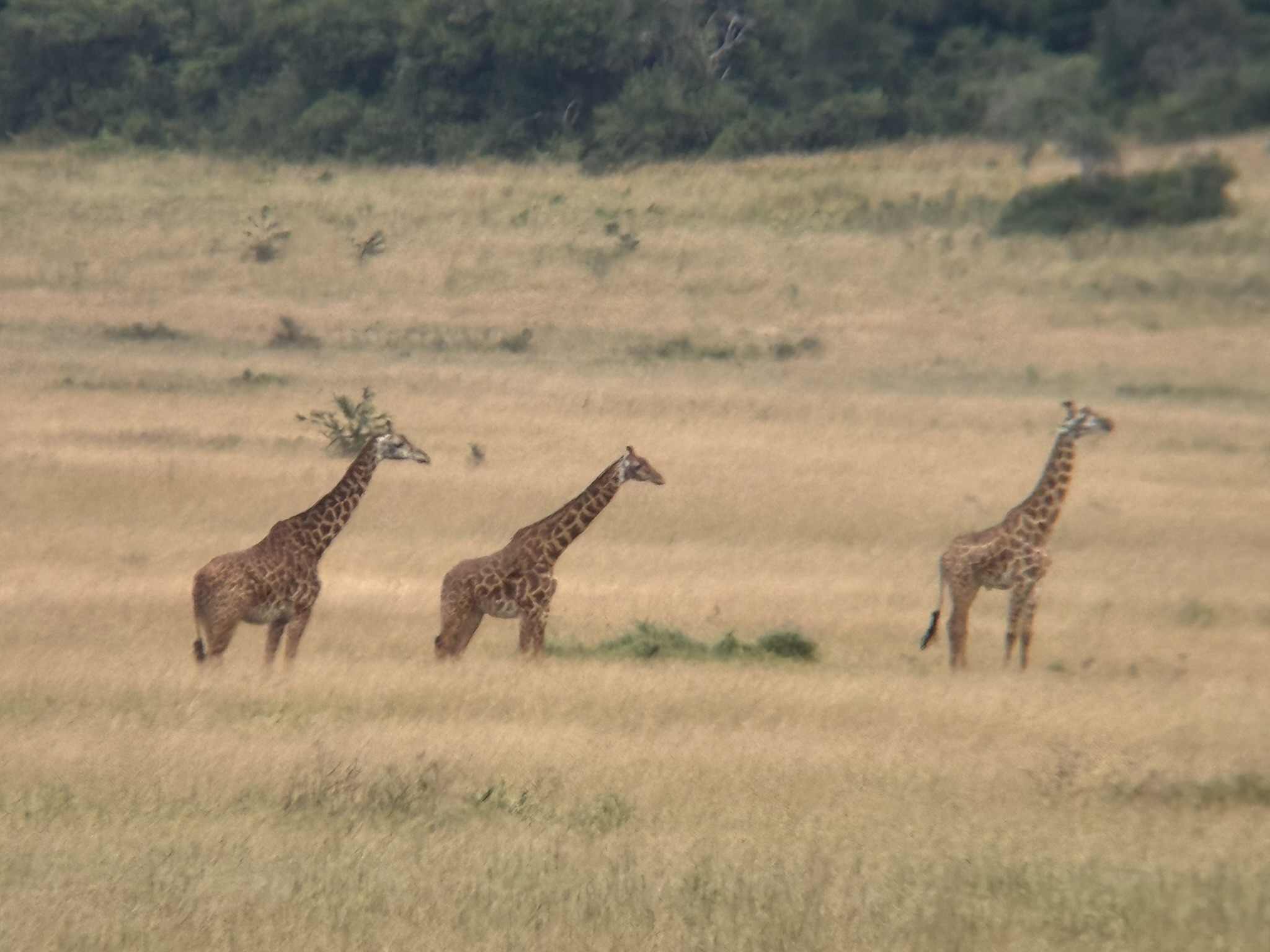 Akagera National Park
